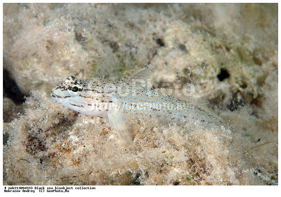 ������ ����, ����������, ���������, ����, ��������, ��������� ������, ���, ����, �����, �����, �����, �����, ��������, ��������, ����, ���������, ���, ��� �����, ���������, ��������� ����������, ���������, ���������, ��������� ���, ���������� ���������, �������, ������������, ������������, ������, ������ ����, ����� ����, ����, ����, �����, �����