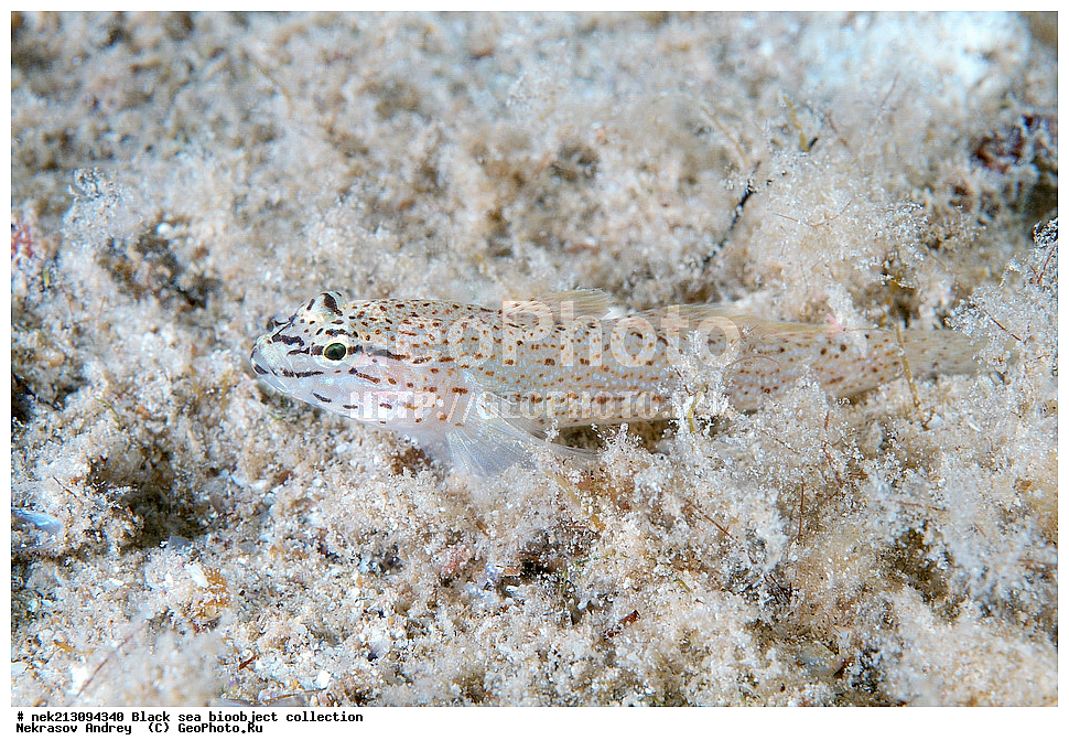 ������ ����, ����������, ���������, ����, ��������, ��������� ������, ���, ����, �����, �����, �����, �����, ��������, ��������, ����, ���������, ���, ��� �����, ���������, ��������� ����������, ���������, ���������, ��������� ���, ���������� ���������, �������, ������������, ������������, ������, ������ ����, ����� ����, ����, ����, �����, �����