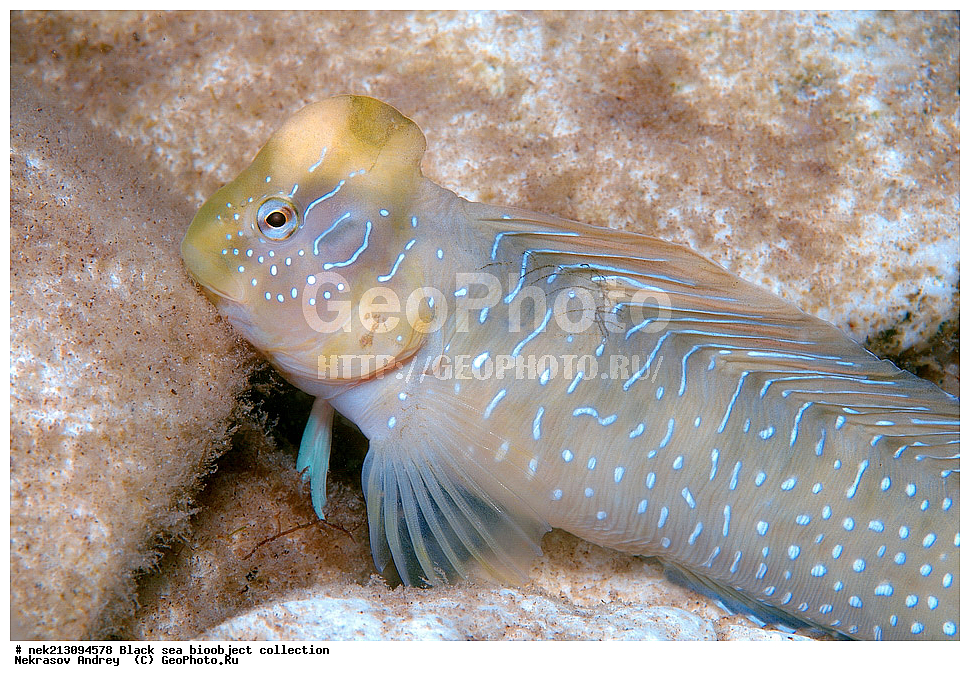 ������ ����, ����������, ���������, ����, ��������, ��������� ������, ���, ����, �����, �����, �����, �����, ��������, ��������, ����, ���������, ���, ��� �����, ���������, ��������� ����������, ���������, ���������, ��������� ���, ���������� ���������, �������, ������������, ������������, ������, ������ ����, �������, �������, ������, ������, ����, ����, �����