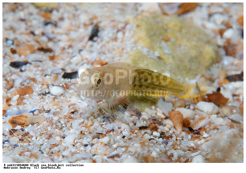 ������ ����, ����������, ���������, ����, ��������, ��������� ������, ���, ����, �����, �����, �����, �����, ��������, ��������, ����, ���������, ���, ��� �����, ���������, ��������� ����������, ���������, ���������, ��������� ���, ���������� ���������, �������, ������������, ������������, ������, ������ ����, �����, ������������, �������, ������,  �������, �������, ����, ����