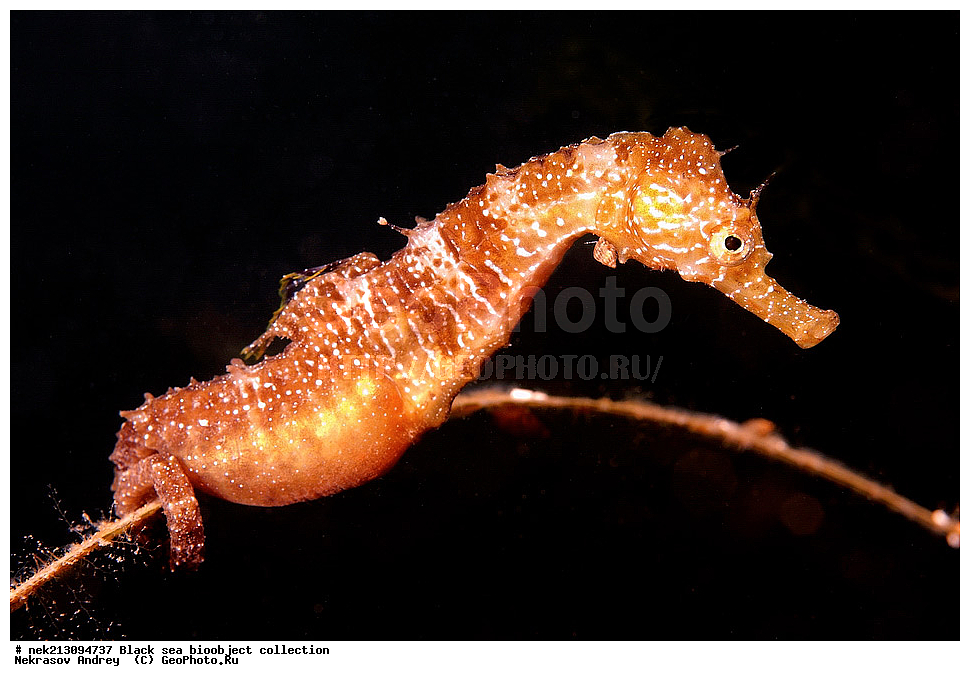 ������ ����, ����������, ���������, ����, ��������, ��������� ������, ���, ����, �����, �����, �����, �����, ��������, ��������, ����, ���������, ���, ��� �����, ���������, ��������� ����������, ���������, ���������, ��������� ���, ���������� ���������, �������, ������������, ������������, ������, ������ ����, �������, �����, �����, ����, ����, �����, �, �����, �����������, ����������� 