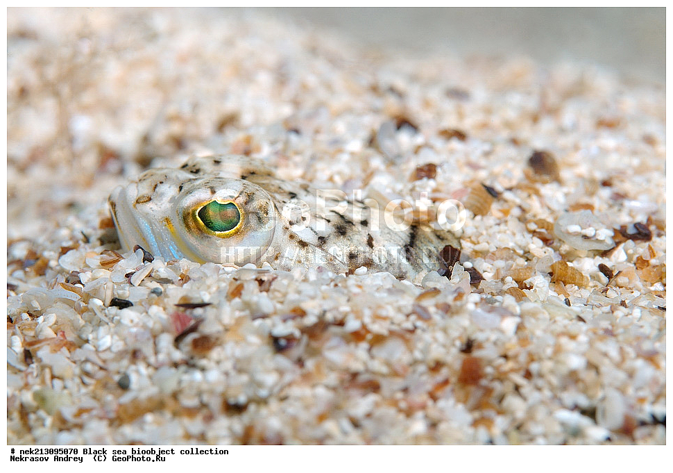 ������ ����, ����������, ���������, ����, ��������, ��������� ������, ���, ����, �����, �����, �����, �����, ��������, ��������, ����, ���������, ���, ��� �����, ���������, ��������� ����������, ���������, ���������, ��������� ���, ���������� ���������, �������, ������������, ������������, ������, ������ ����, �������, ���������, �������, �������, ������, ��������, ����, ����, �������, ��������, ������,, ����������, ��������, ����������, �, �����, �������, ���������, ������������, �����������, ��������������, �����, ���������, ��������