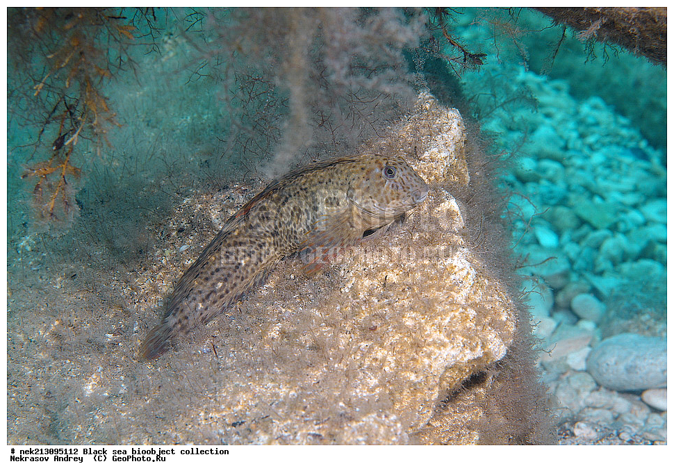 ������ ����, ����������, ���������, ����, ��������, ��������� ������, ���, ����, �����, �����, �����, �����, ��������, ��������, ����, ���������, ���, ��� �����, ���������, ��������� ����������, ���������, ���������, ��������� ���, ���������� ���������, �������, ������������, ������������, ������, ������ ����, ������������, �������, ������,  �������, �������, ����, ����