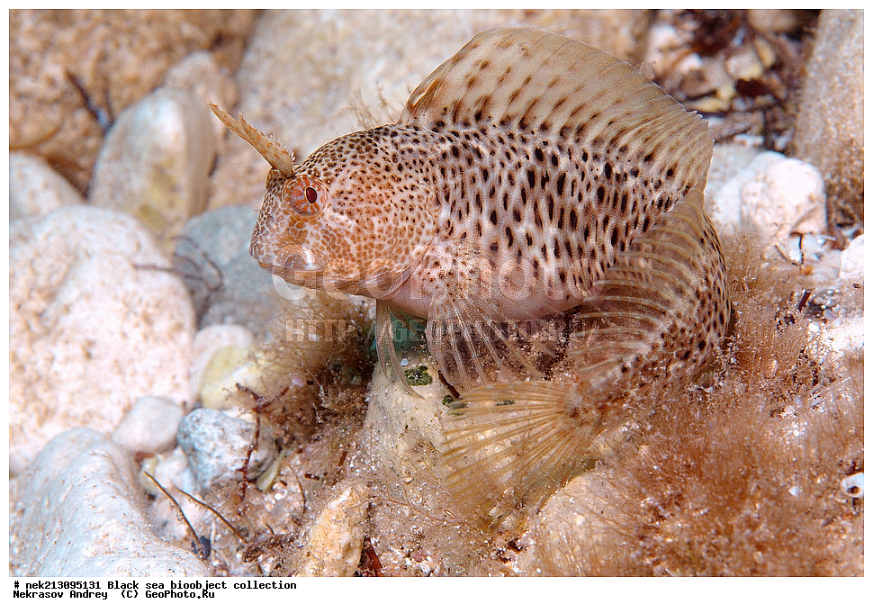 ������ ����, ����������, ���������, ����, ��������, ��������� ������, ���, ����, �����, �����, �����, �����, ��������, ��������, ����, ���������, ���, ��� �����, ���������, ��������� ����������, ���������, ���������, ��������� ���, ���������� ���������, �������, ������������, ������������, ������, ������ ����, ����, ����, �������, ������, �������, �������, �������, ������, ����������������, 