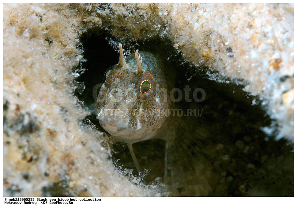 ������ ����, ����������, ���������, ����, ��������, ��������� ������, ���, ����, �����, �����, �����, �����, ��������, ��������, ����, ���������, ���, ��� �����, ���������, ��������� ����������, ���������, ���������, ��������� ���, ���������� ���������, �������, ������������, ������������, ������, ������ ����, ����, ����, �������, ������, �������, �������, �������, ������, ����������������, 