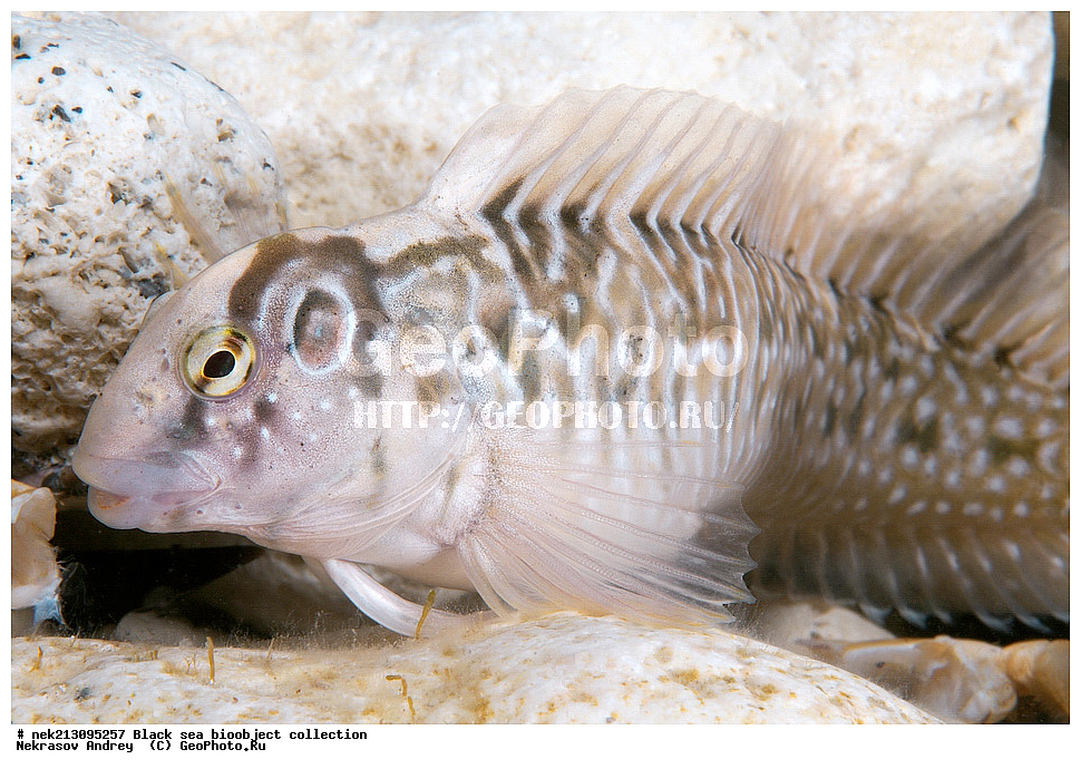 ������ ����, ����������, ���������, ����, ��������, ��������� ������, ���, ����, �����, �����, �����, �����, ��������, ��������, ����, ���������, ���, ��� �����, ���������, ��������� ����������, ���������, ���������, ��������� ���, ���������� ���������, �������, ������������, ������������, ������, ������ ����, �����, �������, �������, ������, ������, ����, ����