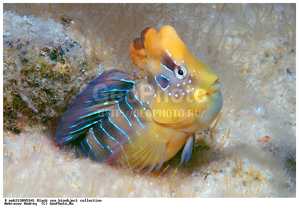 ������ ����, ����������, ���������, ����, ��������, ��������� ������, ���, ����, �����, �����, �����, �����, ��������, ��������, ����, ���������, ���, ��� �����, ���������, ��������� ����������, ���������, ���������, ��������� ���, ���������� ���������, �������, ������������, ������������, ������, ������ ����, �������, �������, ������, ������, ����, ����, �����