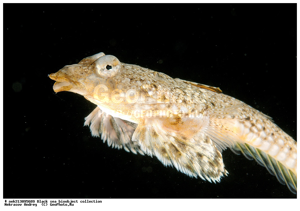 ������ ����, ����������, ���������, ����, ��������, ��������� ������, ���, ����, �����, �����, �����, �����, ��������, ��������, ����, ���������, ���, ��� �����, ���������, ��������� ����������, ���������, ���������, ��������� ���, ���������� ���������, �������, ������������, ������������, ������, ������ ����, �����, �������, �������, ���, �����, ��������, ����, ����, ��������, �������, ����, ����, ����