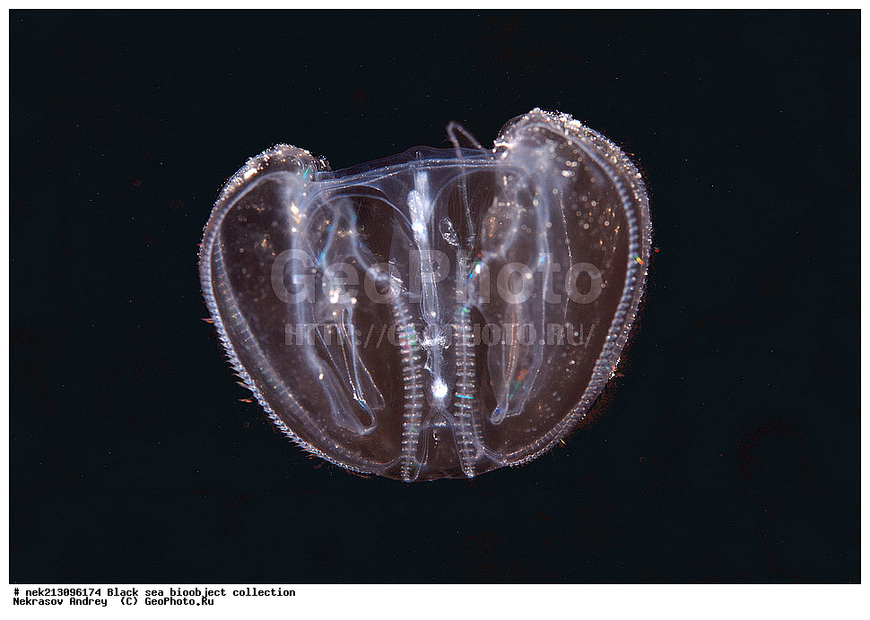 ������ ����, ����������, ���������, ����, ��������, ��������� ������, ���, ����, �����, �����, �����, �����, ��������, ��������, ����, ���������, ���, ��� �����, ���������, ��������� ����������, ���������, ���������, ��������� ���, ���������� ���������, �������, ������������, ������������, ������, ������ ����, ���������, ����������, ����������, ����, ����, ��������, ��������, ��������, ��������, ������ ����, ���-��������