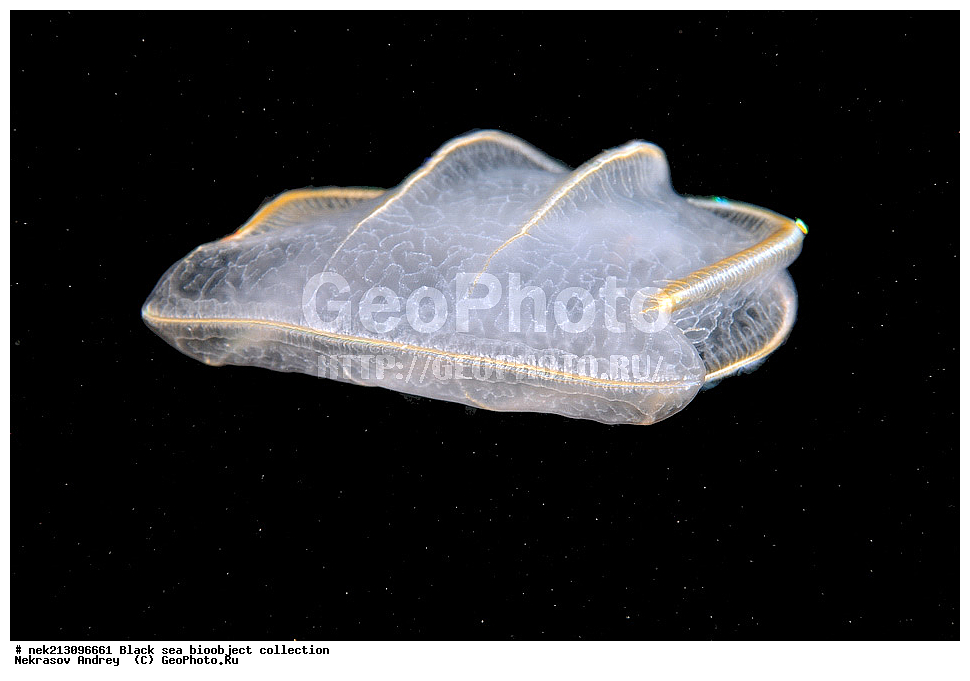 ������ ����, ����������, ���������, ����, ��������, ��������� ������, ���, ����, �����, �����, �����, �����, ��������, ��������, ����, ���������, ���, ��� �����, ���������, ��������� ����������, ���������, ���������, ��������� ���, ���������� ���������, �������, ������������, ������������, ������, ������ ����, ������, ���������, �����, ����������, ������, ����, ����, ��������, ��������, ��������, ��������, ������ ����, ���-��������