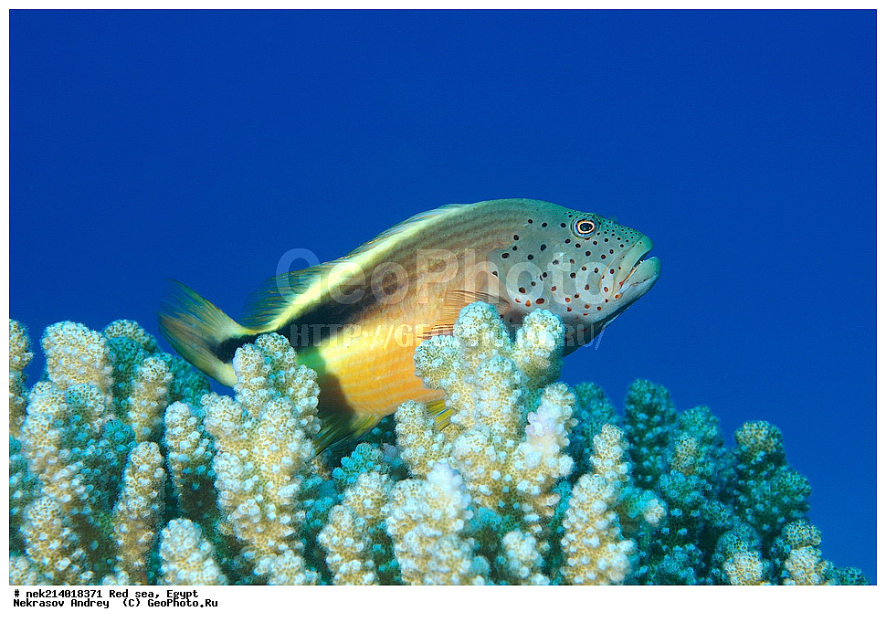 ������, ������� ����, ��������� ���, ���������, ���������, ��� �����, ����, �������, ���������, ����, �����, ������� ����, �������� �������������� ����������, ��������, ��������������, ����������, ����