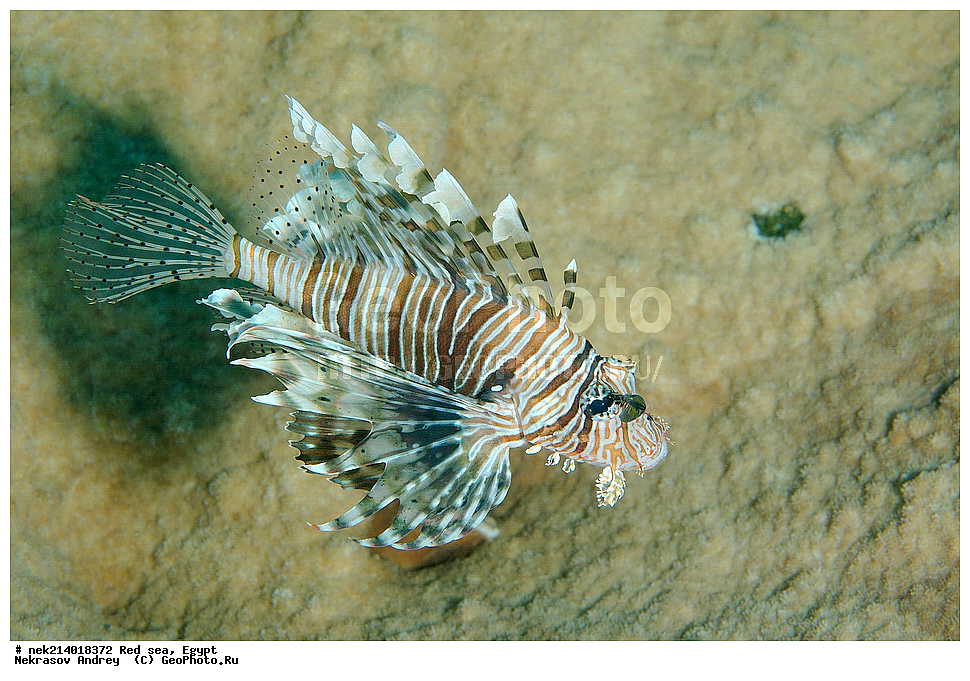 ������, ������� ����, ��������� ���, ���������, ���������, ��� �����, ����, �������, ���������, ����, �����, ������� ����, ����, ���, ��������, �����, �������, ��������, �������, ���, ����, ��������, ��������, ����, ����, XYZ, �����������, Scorpaenidae, � ��������-�����, ����-�����, ��������� ��������, ����-���, Pterois volitans