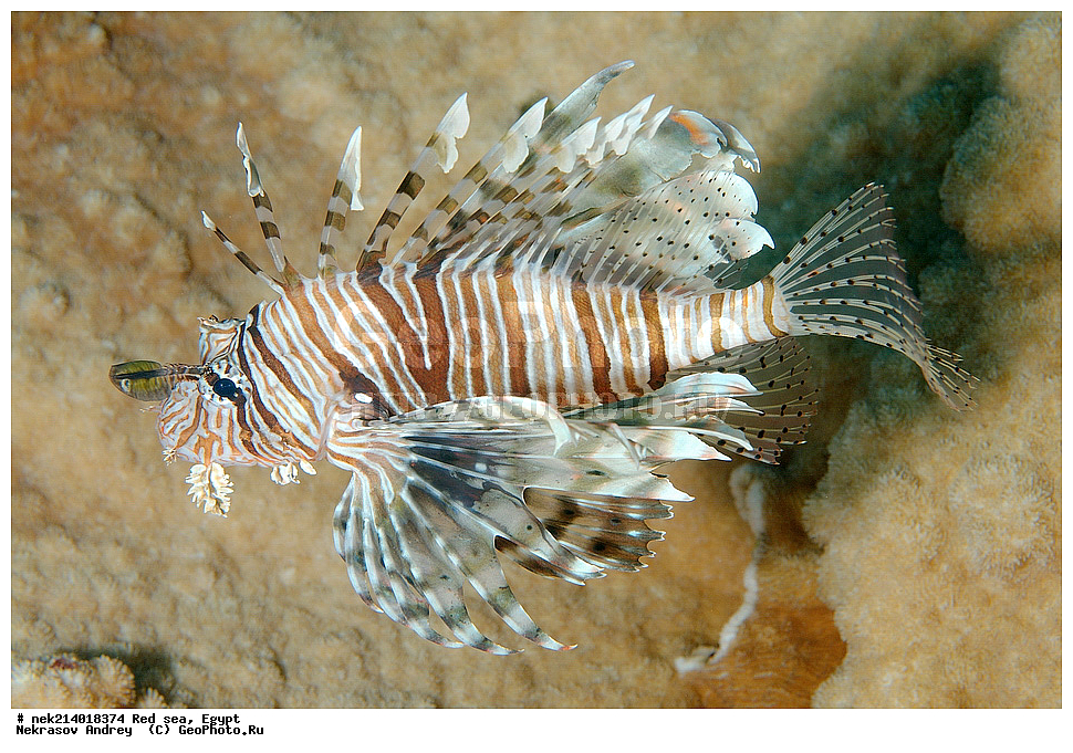 ������, ������� ����, ��������� ���, ���������, ���������, ��� �����, ����, �������, ���������, ����, �����, ������� ����, ����, ���, ��������, �����, �������, ��������, �������, ���, ����, ��������, ��������, ����, ����, XYZ, �����������, Scorpaenidae, � ��������-�����, ����-�����, ��������� ��������, ����-���, Pterois volitans