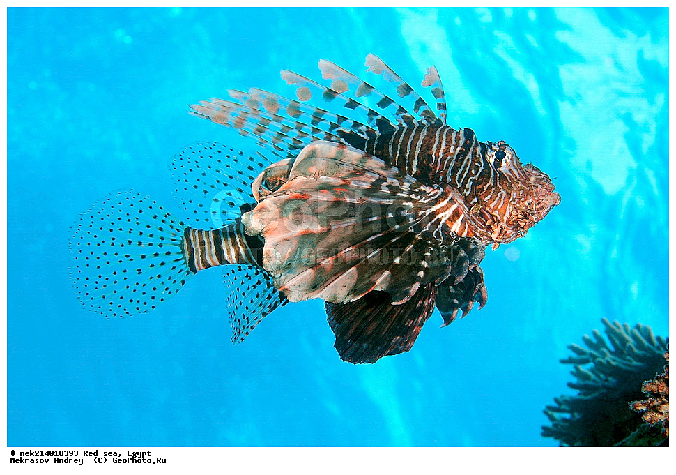 ������, ������� ����, ��������� ���, ���������, ���������, ��� �����, ����, �������, ���������, ����, �����, ������� ����, ����, ���, ��������, �����, �������, ��������, �������, ���, ����, ��������, ��������, ����, ����, XYZ, �����������, Scorpaenidae, � ��������-�����, ����-�����, ��������� ��������, ����-���, Pterois volitans