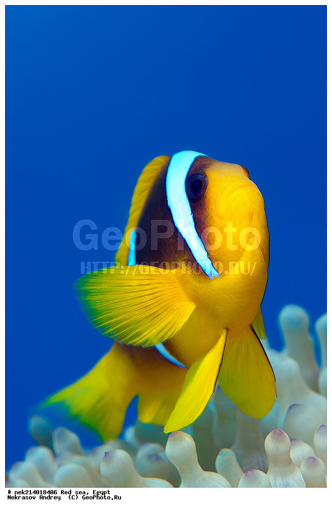 ������, ������� ����, ��������� ���, ���������, ���������, ��� �����, ����, �������, ���������, ����, �����, ������� ����, ����-�����, ����, �����, ����, ������, ������, ��������, ��������, ����� �������, ���������  , ��������, ��������, ����, ����, XYZ, �������������, ������� ����, Pomacentridae, ���������� ����-�����, ����������� �����, ������������� ����������� �����, ������������� ���� �����, ���������� ���������, Amphiprion bicinctus