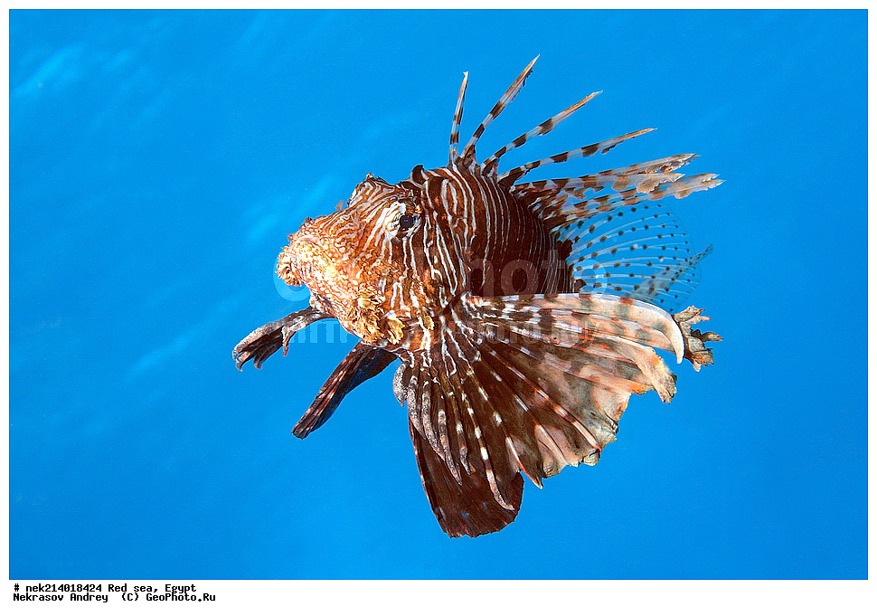 ������, ������� ����, ��������� ���, ���������, ���������, ��� �����, ����, �������, ���������, ����, �����, ������� ����, ����, ���, ��������, �����, �������, ��������, �������, ���, ����, ��������, ��������, ����, ����, XYZ, �����������, Scorpaenidae, � ��������-�����, ����-�����, ��������� ��������, ����-���, Pterois volitans