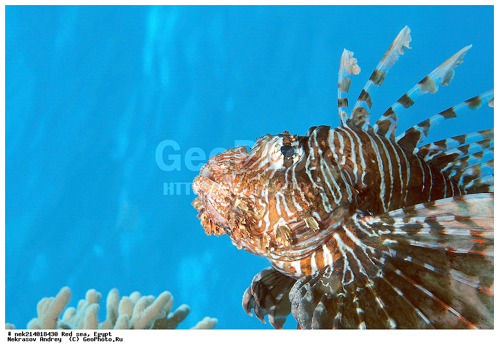 ������, ������� ����, ��������� ���, ���������, ���������, ��� �����, ����, �������, ���������, ����, �����, ������� ����, ����, ���, ��������, �����, �������, ��������, �������, ���, ����, ��������, ��������, ����, ����, XYZ, �����������, Scorpaenidae, � ��������-�����, ����-�����, ��������� ��������, ����-���, Pterois volitans