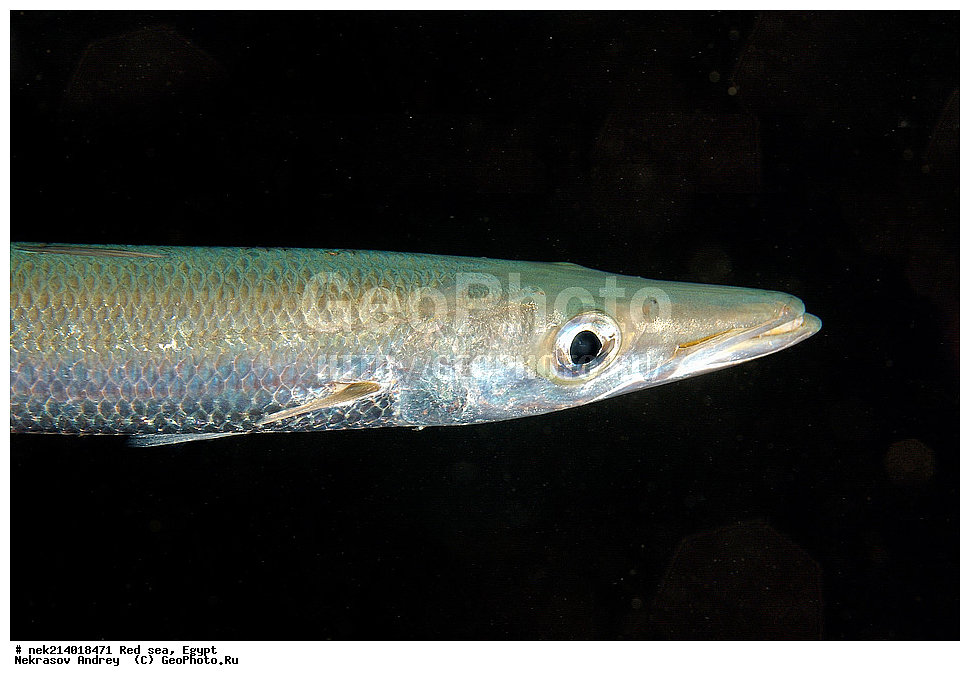 ������, ������� ����, ��������� ���, ���������, ���������, ��� �����, ����, �������, ���������, ����, �����, ������� ����, ���������, ���������� ���������, ����, �������, ����