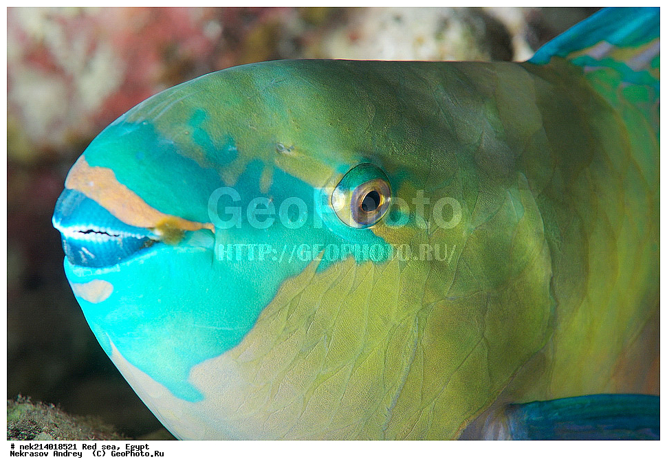 ������, ������� ����, ��������� ���, ���������, ���������, ��� �����, ����, �������, ���������, ����, �����, ������� ����, ������� �������, ����, ������� 