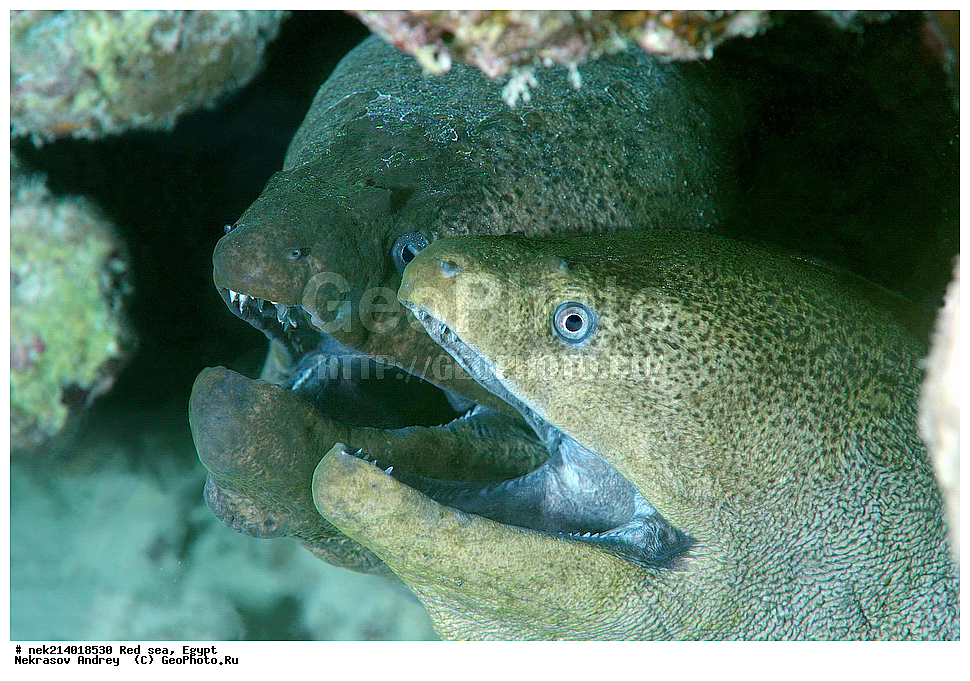 ������, ������� ����, ��������� ���, ���������, ���������, ��� �����, ����, �������, ���������, ����, �����, ������� ����, ����������, ������, �������� �����������,  �������� ��������, ��������, �����������, ��������, �������, �����, ����, ��������, ��������, ����, ����, XYZ, ���������, Muraenidae, ���������� ������, �������� �����������, �������� ��������, Gymnothorax javanicus