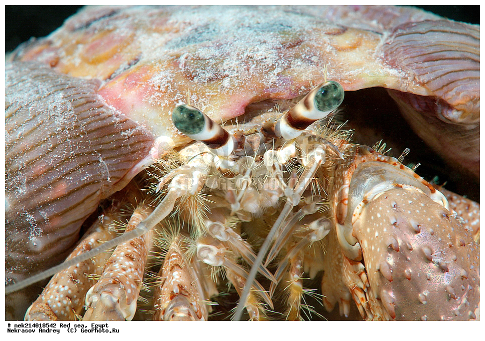 ������, ������� ����, ��������� ���, ���������, ���������, ��� �����, ����, �������, ���������, ����, �����, ������� ����, ���-���������, ���, ���������