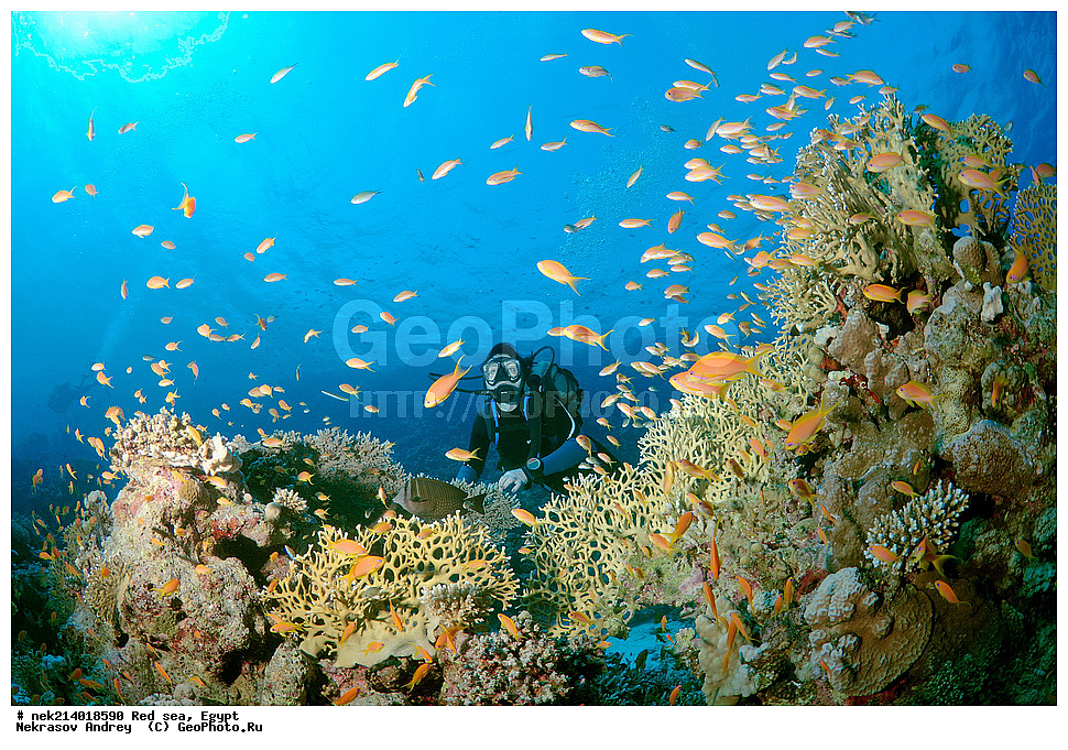 ������, ������� ����, ��������� ���, ���������, ���������, ��� �����, ����, �������, ���������, ����, �����, ������� ����, �����������, ������������, ������, �������, ��������, �����, ������ �����������,