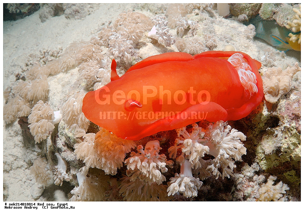 ������, ������� ����, ��������� ���, ���������, ���������, ��� �����, ����, �������, ���������, ����, �����, ������� ����, ������������, �������, �������, �������,  ���������, ������