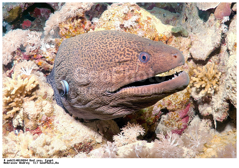 ������, ������� ����, ��������� ���, ���������, ���������, ��� �����, ����, �������, ���������, ����, �����, ������� ����, ����������, ������, �������� �����������,  �������� ��������, ��������, �����������, ��������, �������, �����, ����, ��������, ��������, ����, ����, XYZ, ���������, Muraenidae, ���������� ������, �������� �����������, �������� ��������, Gymnothorax javanicus