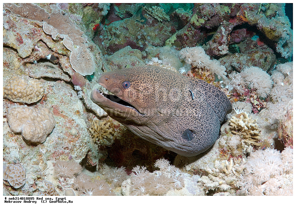 ������, ������� ����, ��������� ���, ���������, ���������, ��� �����, ����, �������, ���������, ����, �����, ������� ����, ����������, ������, �������� �����������,  �������� ��������, ��������, �����������, ��������, �������, �����, ����, ��������, ��������, ����, ����, XYZ, ���������, Muraenidae, ���������� ������, �������� �����������, �������� ��������, Gymnothorax javanicus