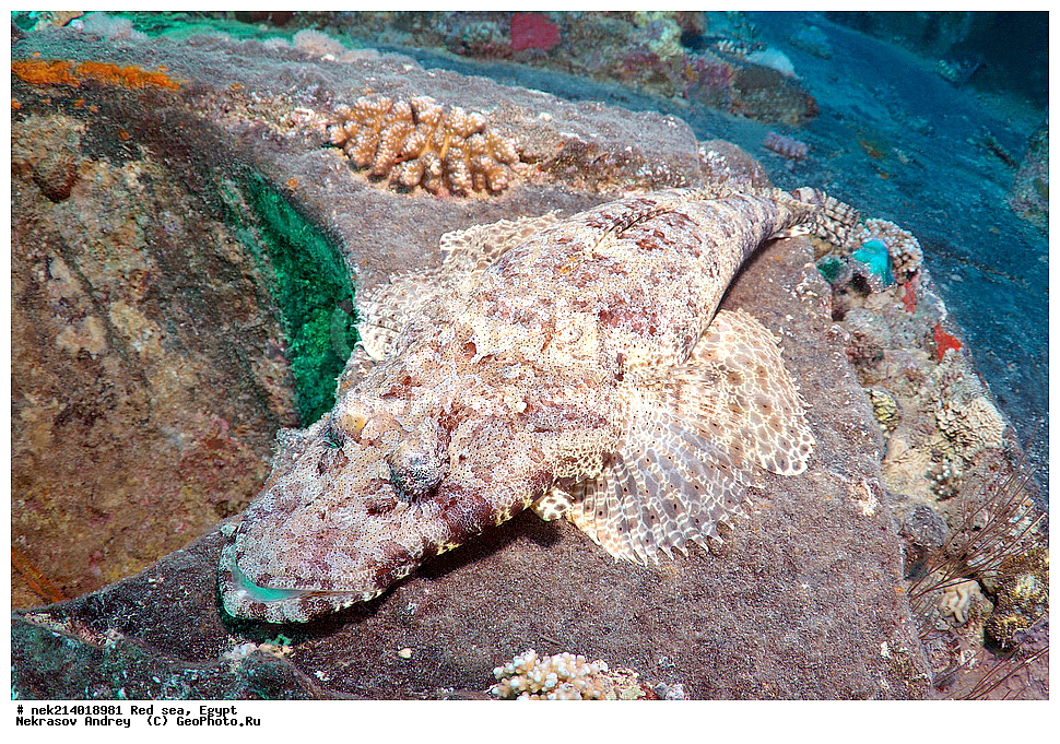 ������, ������� ����, ��������� ���, ���������, ���������, ��� �����, ����, �������, ���������, ����, �����, ������� ����, ����������, �����, ���, ���������������, ��������, �������, �����������, 2, ������, �������, �����, �������, ����, ��������, �����������, ���������� �����, ����-��������, ���� ��������, ����,  ����, ��������, �����������, Papilloculiceps longiceps, ��������, �������, ��������, ����� �������