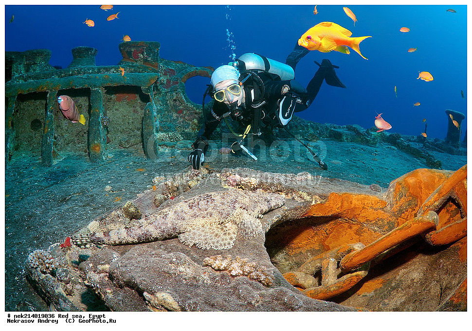 ������, ������� ����, ��������� ���, ���������, ���������, ��� �����, ����, �������, ���������, ����, �����, ������� ����, ����������, �����, ���, ���������������, ��������, �������, �����������, 2, ������, �������, �����, �������, ���������� �����, ����-��������, ���� ��������, ����,  ����, ��������, �����������, Papilloculiceps longiceps, ��������, �������, ��������, ����� �������