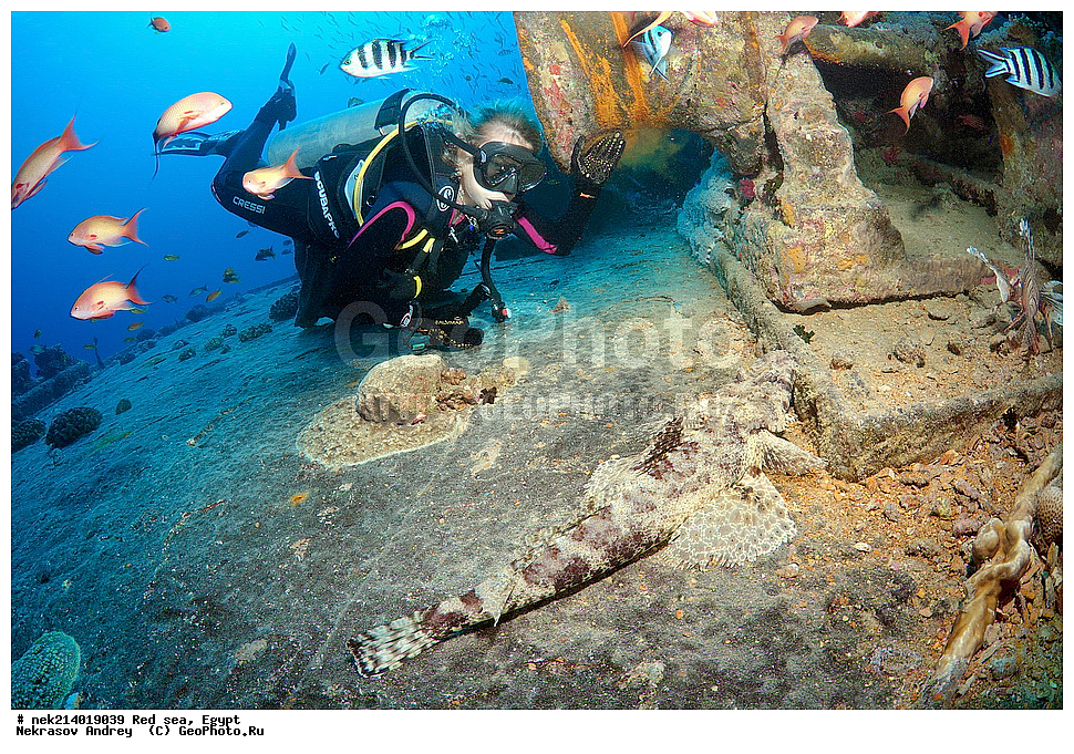 ������, ������� ����, ��������� ���, ���������, ���������, ��� �����, ����, �������, ���������, ����, �����, ������� ����, ����������, �����, ���, ���������������, ��������, �������, �����������, 2, ������, �������, �����, �������, ����, ��������, �����������, ���������� �����, ����-��������, ���� ��������, ����,  ����, ��������, �����������, Papilloculiceps longiceps, ��������, �������, ��������, ����� �������