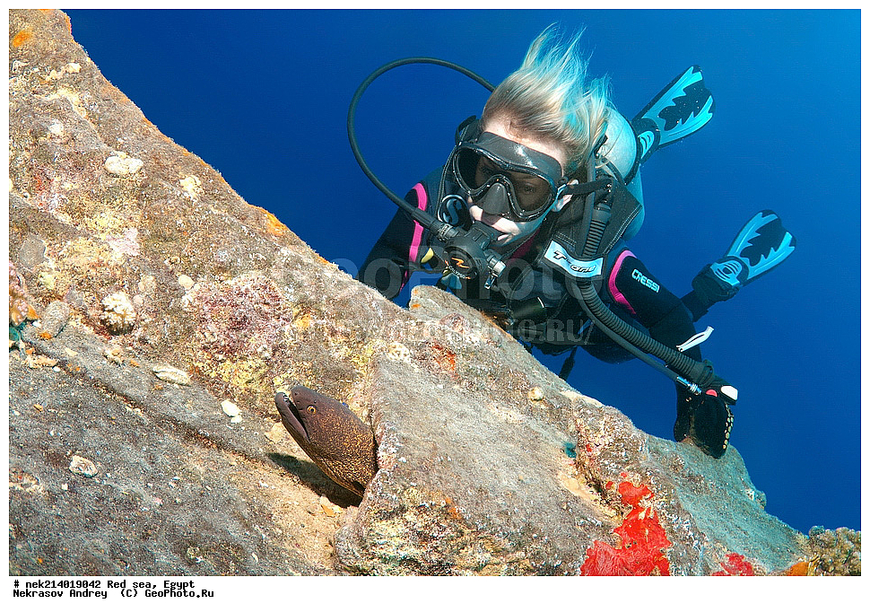 ������, ������� ����, ��������� ���, ���������, ���������, ��� �����, ����, �������, ���������, ����, �����, ������� ����, ����������, �����, ���, ���������������, ��������, �������, �����������, 2, ������, �������, �����, �������, ����������, ������, �������� �����������,  �������� ��������, ��������, �����������, ��������, �������, �����, ����, ���������� �����, ��������, ��������, ����, ����, XYZ, ���������, Muraenidae, ���������� ������, �������� �����������, �������� ��������, Gymnothorax javanicus