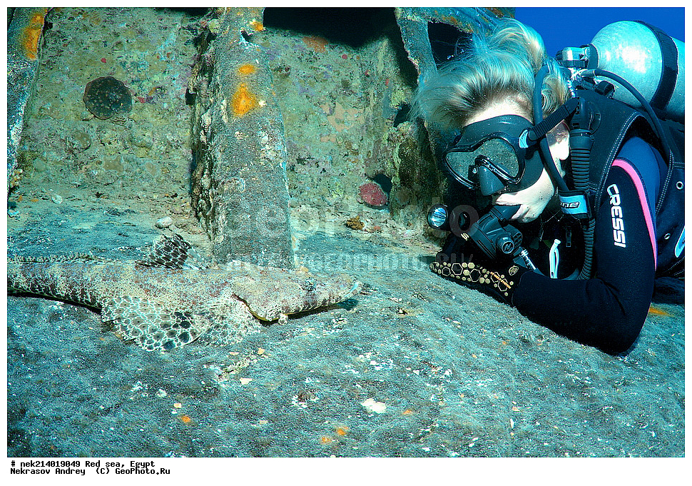 ������, ������� ����, ��������� ���, ���������, ���������, ��� �����, ����, �������, ���������, ����, �����, ������� ����, ����������, �����, ���, ���������������, ��������, �������, �����������, 2, ������, �������, �����, �������, ����, ��������, �����������, ���������� �����, ����-��������, ���� ��������, ����,  ����, ��������, �����������, Papilloculiceps longiceps, ��������, �������, ��������, ����� �������