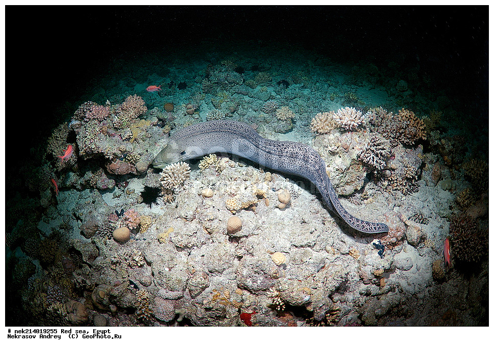 ������, ������� ����, ��������� ���, ���������, ���������, ��� �����, ����, �������, ���������, ����, �����, ������� ����, ����������, ������, �������� �����������,  �������� ��������, ��������, �����������, ��������, �������, �����, ����, ��������, ��������, ����, ����, XYZ, ���������, Muraenidae, ���������� ������, �������� �����������, �������� ��������, Gymnothorax javanicus