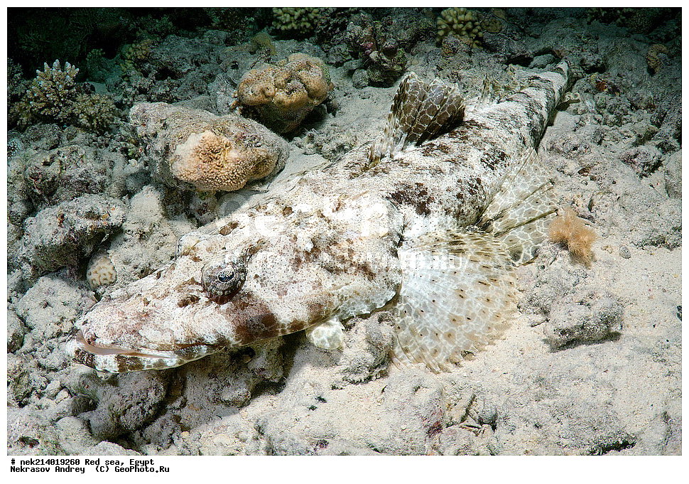 ������, ������� ����, ��������� ���, ���������, ���������, ��� �����, ����, �������, ���������, ����, �����, ������� ����, ����, ��������, �����������