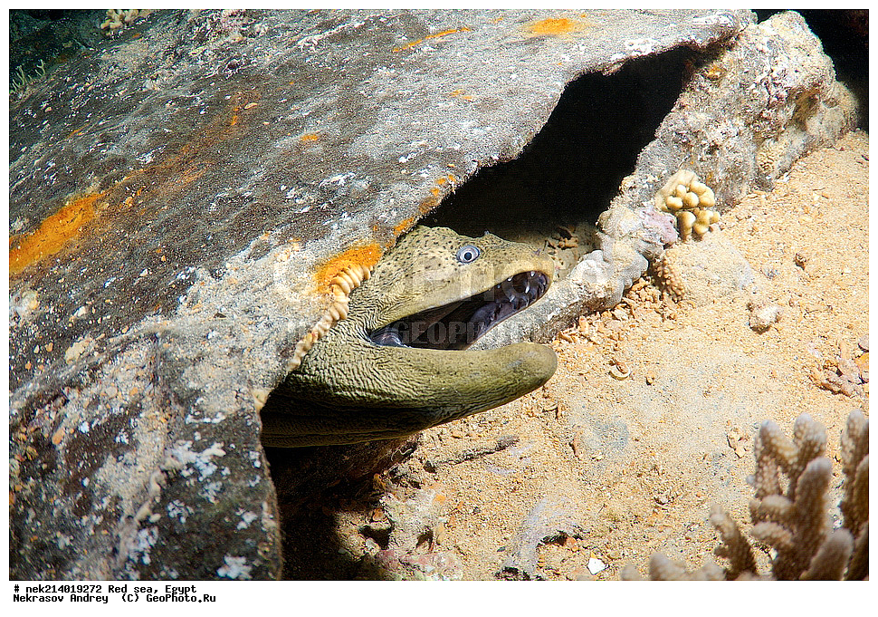 ������, ������� ����, ��������� ���, ���������, ���������, ��� �����, ����, �������, ���������, ����, �����, ������� ����, ����������, ������, �������� �����������,  �������� ��������, ��������, �����������, ��������, �������, �����, ����, ���������� �����, ��������, ��������, ����, ����, XYZ, ���������, Muraenidae, ���������� ������, �������� �����������, �������� ��������, Gymnothorax javanicus