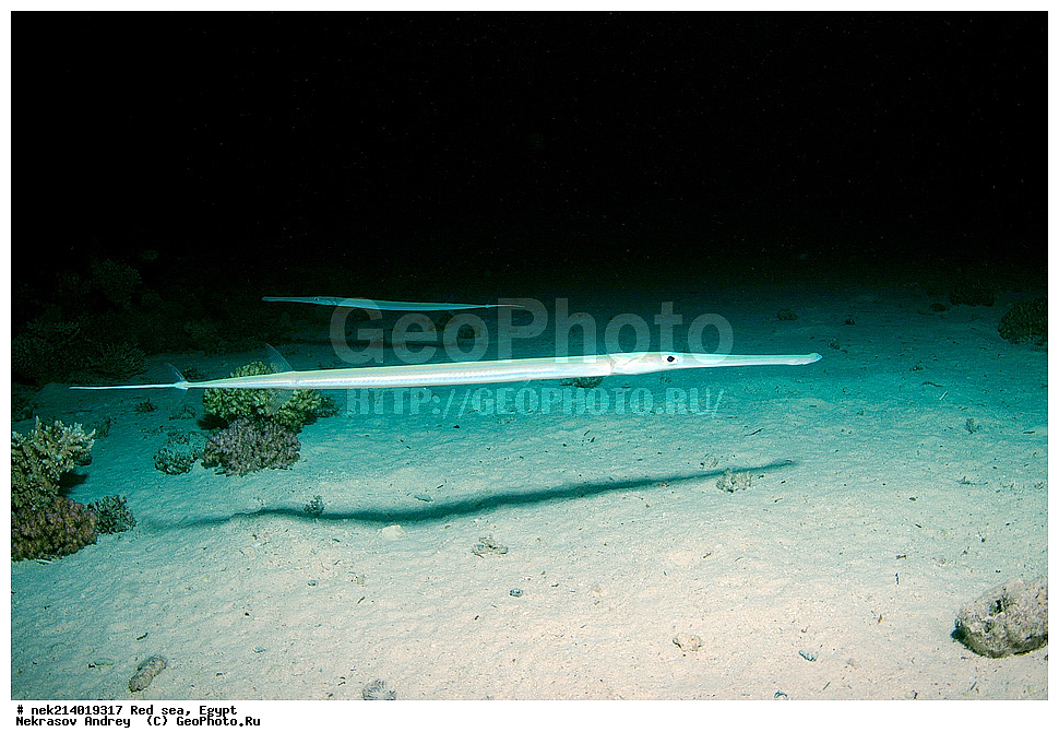 ������, ������� ����, ��������� ���, ���������, ���������, ��� �����, ����, �������, ���������, ����, �����, ������� ����