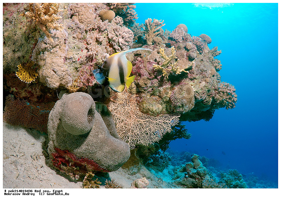 ������, ������� ����, ��������� ���, ���������, ���������, ��� �����, ����, �������, ���������, ����, �����, ������� ����