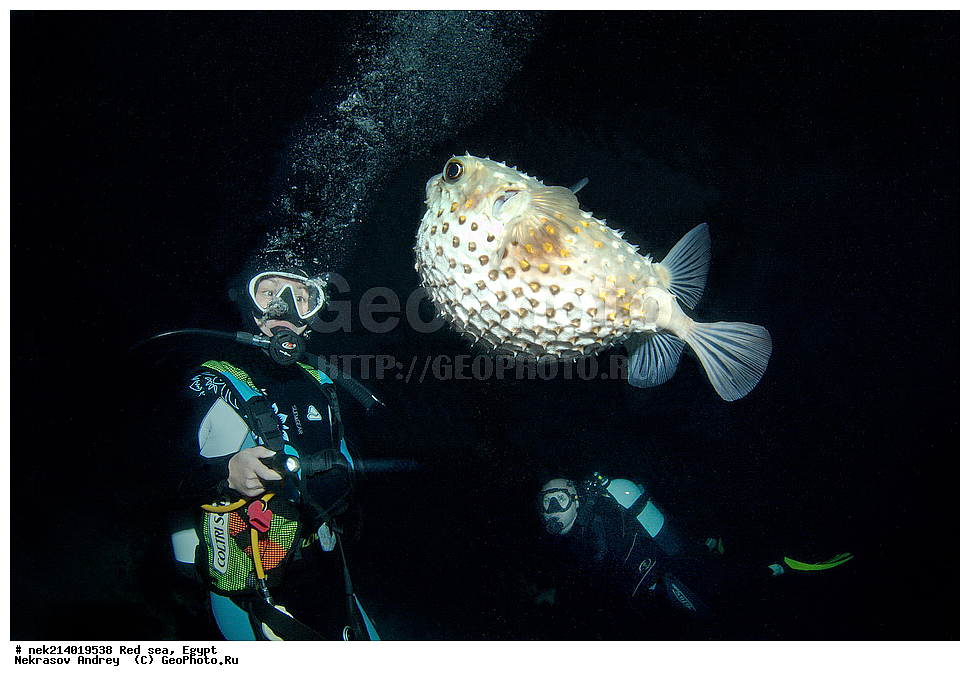 ������, ������� ����, ��������� ���, ���������, ���������, ��� �����, ����, �������, ���������, ����, �����, ������� ����, ����-���, ����-��, ���, ���� �� ����, �����, �������, �����, ������ , ��������, ��������, ����, ����, XYZ, ���-����, ����������, Diodontidae, ����������� ����-��, ����������� ����-��, ����������� ���� ��, ����������� ���� ��, Diodon hystrix