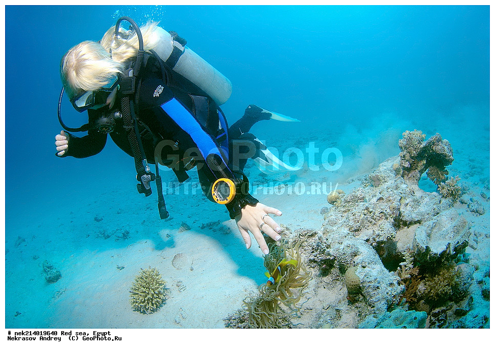 ������, ������� ����, ��������� ���, ���������, ���������, ��� �����, ����, �������, ���������, ����, �����, ������� ����, ����-�����, ����, �����, ����, ������, ������, ��������, ��������, ����� �������, ���������   , ��������, ��������, ����, ����, XYZ, �������������, ������� ����, Pomacentridae, ���������� ����-�����, ����������� �����, ������������� ����������� �����, ������������� ���� �����, ���������� ���������, Amphiprion bicinctus