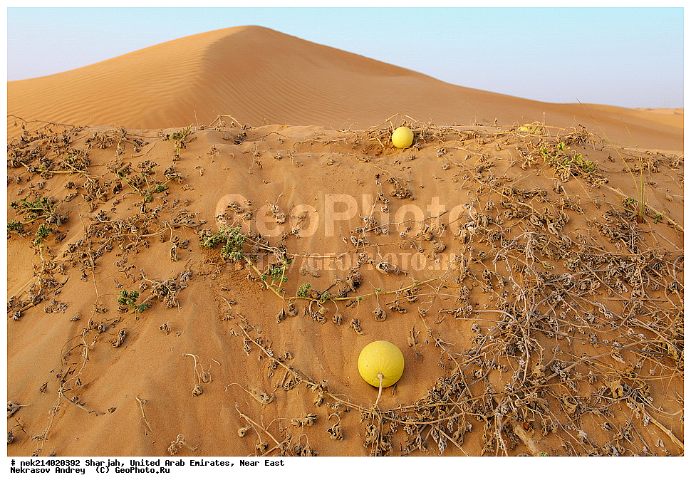 ������, ������������ �������� �������, ������� ������, �����������, �������, ���������, ������, �������, �����, ��������, ������, �������, ����, ����, ����� �������, ����� �����, ��������, ������� ������, ������� ������, ���� ������, �����, �������, �����, ������, Citrullus colocynthis, ��������,  ���������, ��������  , �����������, ������, ���������������, ���������������, ��������, ��������