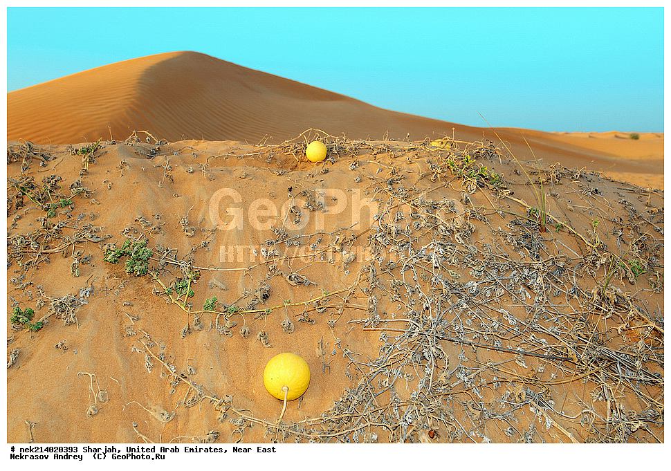 ������, ������������ �������� �������, ������� ������, �����������, �������, ���������, ������, �������, �����, ��������, ������, �������, ����, ����, ����� �������, ����� �����, ��������, ������� ������, ������� ������, ���� ������, �����, �������, �����, ������, Citrullus colocynthis, ��������,  ���������, ��������  , �����������, ������, ���������������, ���������������, ��������, ��������