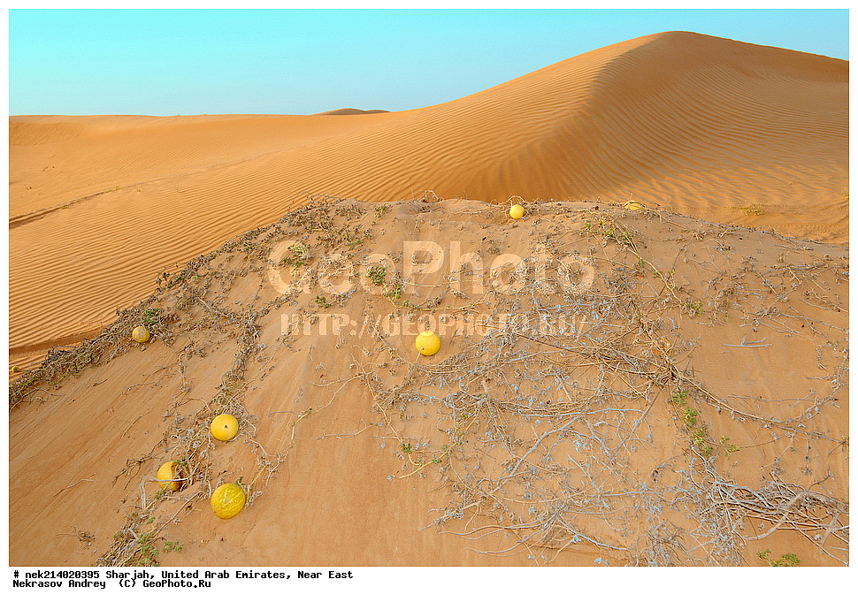 ������, ������������ �������� �������, ������� ������, �����������, �������, ���������, ������, �������, �����, ��������, ������, �������, ����, ����, ����� �������, ����� �����, ��������, ������� ������, ������� ������, ���� ������, �����, �������, �����, ������, Citrullus colocynthis, ��������,  ���������, ��������  , �����������, ������, ���������������, ���������������, ��������, ��������