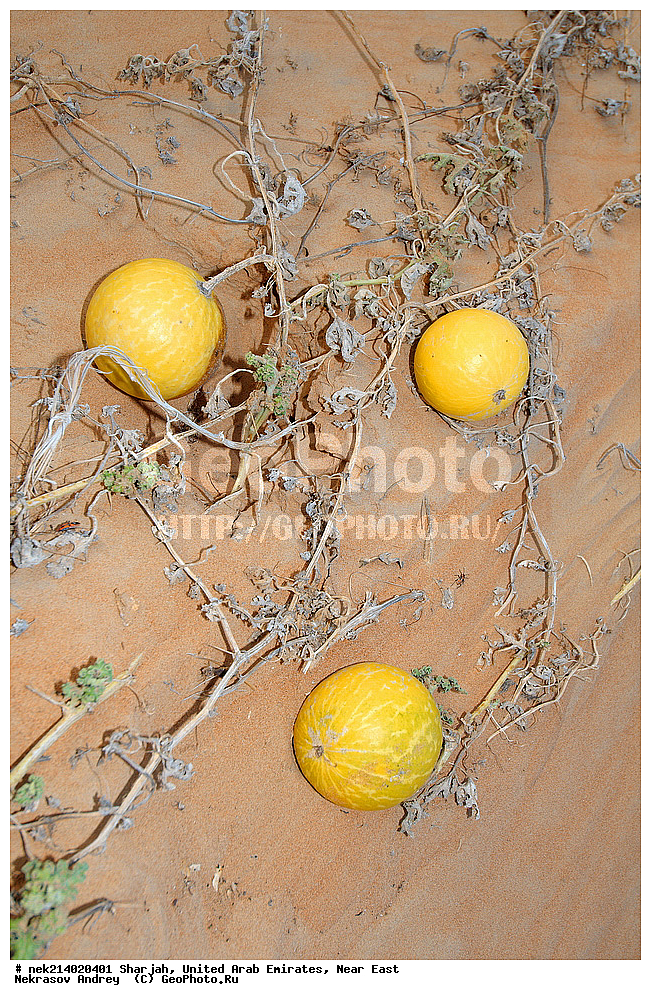 ������, ������������ �������� �������, ������� ������, �����������, �������, ���������, ������, �������, �����, ��������, ������, �������, ����, ����, ����� �������, ����� �����, ��������, ������� ������, ������� ������, ���� ������, �����, �������, �����, ������, Citrullus colocynthis, ��������,  ���������, ��������  , �����������, ������, ���������������, ���������������, ��������, ��������