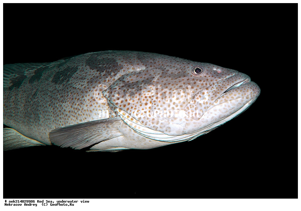 ������� ����, ��������� ���������, ����, ������, �����, ����, ����, ��������, ��������, �������,  ���, �����, ���������, ����������, ���������, ���, ��������, ��������, �����, �������, �������, ������, �����, �����, �������������, ������, ����������, ����, ����, �������, ���, �����, �����, ���������, ���������, �������, �������, �����, ����, �����, �������, ���������, ������, ������� �����, Epinephelus malabaricus, �������