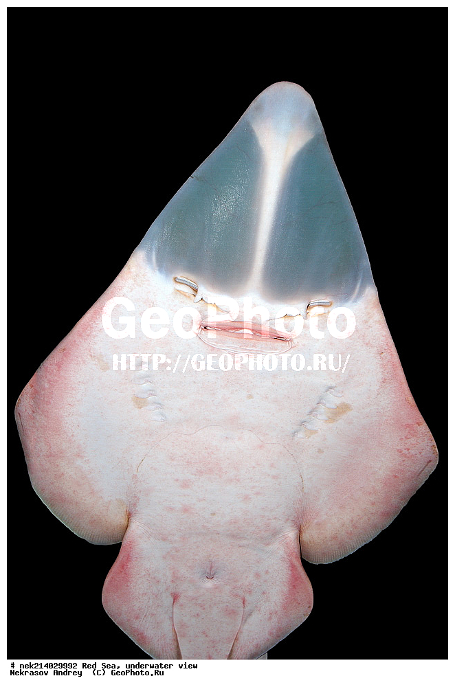 ������� ����, ��������� ���������, ������������ ����, ����-������, Rhinobatos rhinobatos, ������������, ����, ����, ������, �����, ����, ����, ��������, ��������, �������,  ���, �����, ���������, ����������, ���������, ���, ��������, ��������, �����, �������, �������, ������, �����, �����, �������������, ������, ����������, ����, ����, �������, ���, �����, �����, ���������, ���������, �������, �������, �����, ����
