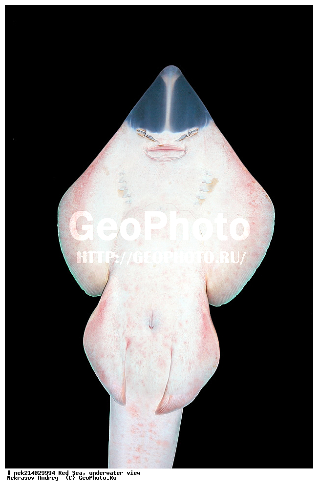 ������� ����, ��������� ���������, ������������ ����, ����-������, Rhinobatos rhinobatos, ������������, ����, ����, ������, �����, ����, ����, ��������, ��������, �������,  ���, �����, ���������, ����������, ���������, ���, ��������, ��������, �����, �������, �������, ������, �����, �����, �������������, ������, ����������, ����, ����, �������, ���, �����, �����, ���������, ���������, �������, �������, �����, ����

