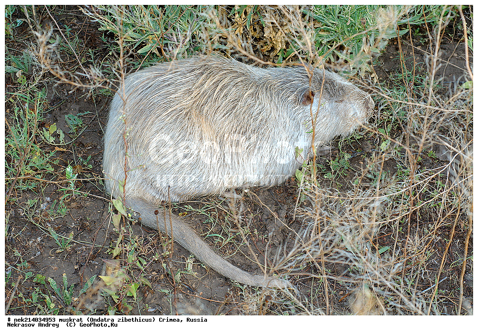 Ondatra zibethicus, �������, ����, ��������� �����, �����, �����, ������, �������, �����, ��������, ��������, �������, �����, �����, ������, �������, �������, �����, �����, �����, �������������, �������������, �������, ����������, ������� �����, ����������, �������, ��������� �����, Ondatra zibethicus, XYZ, ���������, ��������������, Cricetidae