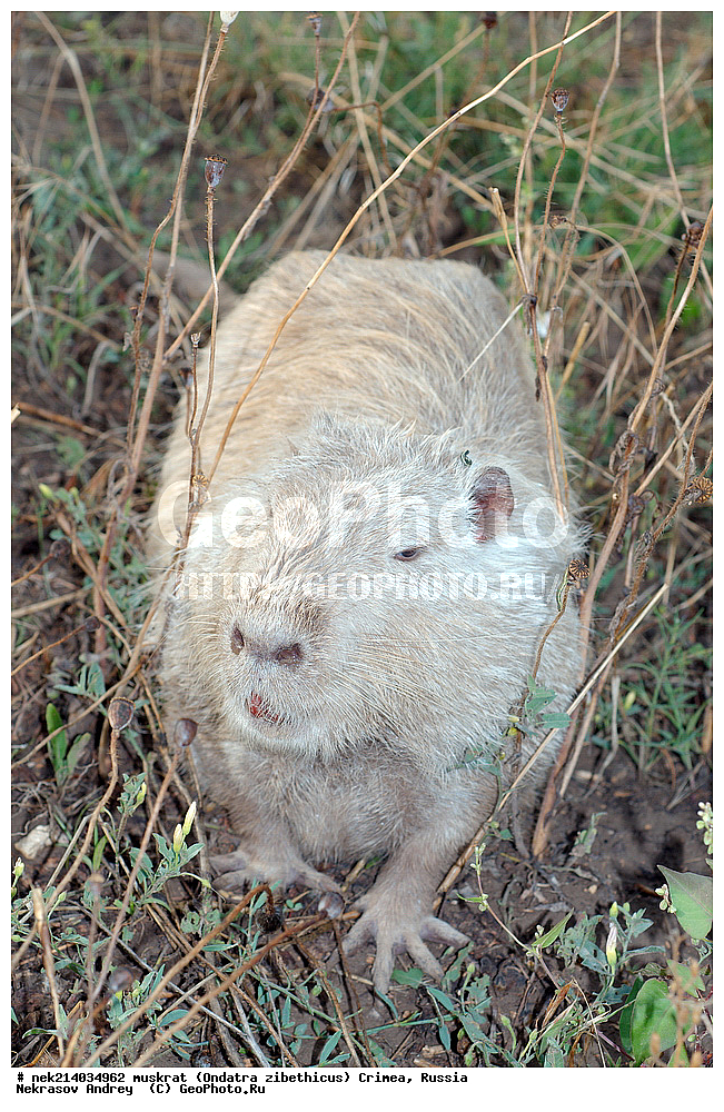 Ondatra zibethicus, �������, ����, ��������� �����, �����, �����, ������, �������, �����, ��������, ��������, �������, �����, �����, ������, �������, �������, �����, �����, �����, �������������, �������������, �������, ����������, ������� �����, ����������, �������, ��������� �����, Ondatra zibethicus, XYZ, ���������, ��������������, Cricetidae